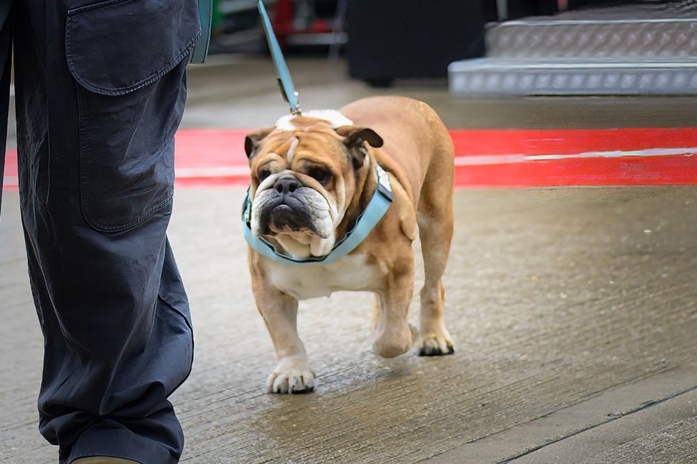 Roscoe, le fidèle bulldog d’Hamilton, s’est&nbsp;éteint